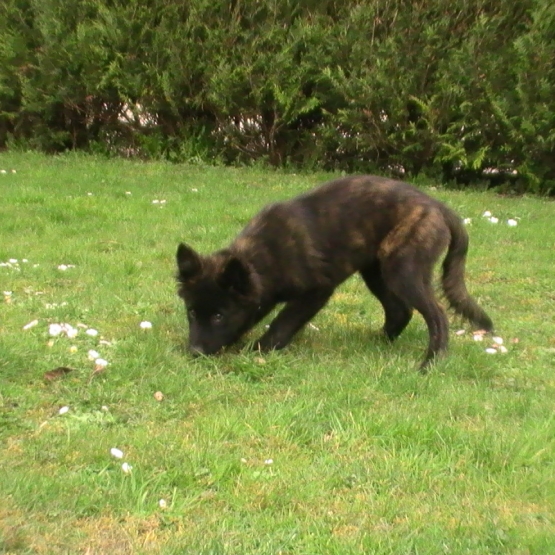 Image pour l'annonce vends jeune chien berger hollandais/border collie