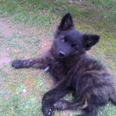 Image pour l'annonce vends jeune chien berger hollandais/border collie