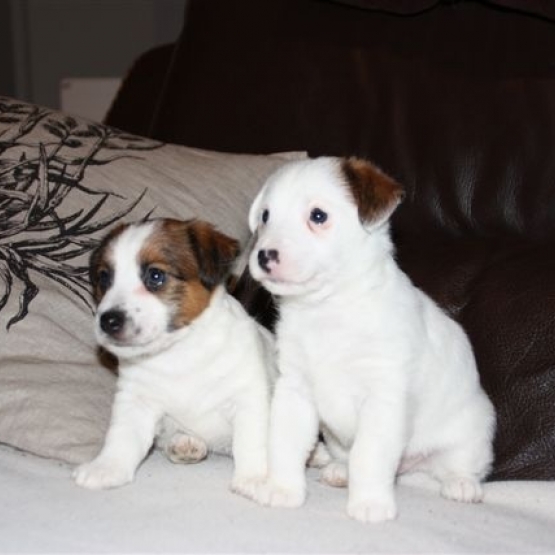 Image pour l'annonce CHIOTS JACK RUSSEL POILS DURS