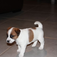 Image pour l'annonce CHIOTS JACK RUSSEL POILS DURS