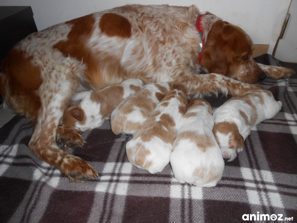 A réserver chiots épagneul breton Charente-Maritime (17) sur Animoz.net