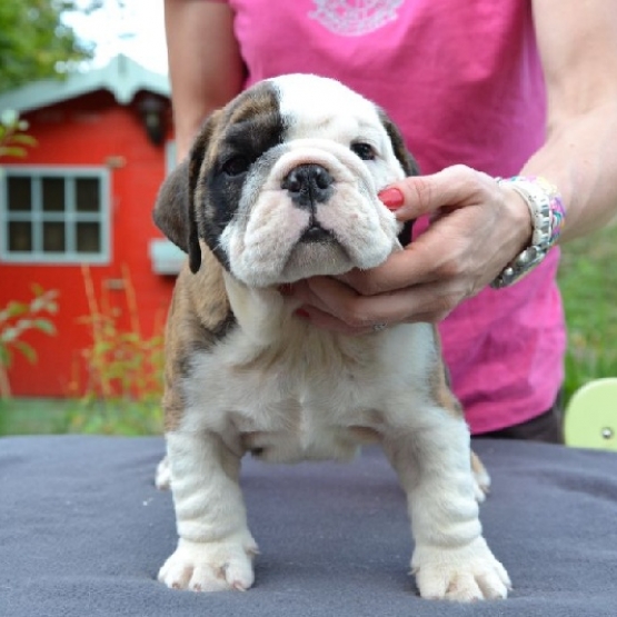 Image pour l'annonce a vendre bulldog anglais