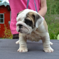 Image pour l'annonce a vendre bulldog anglais