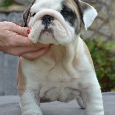 Image pour l'annonce a vendre bulldog anglais