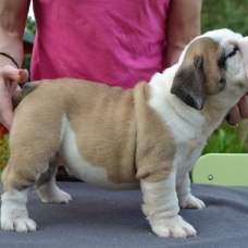 Image pour l'annonce a vendre bulldog anglais