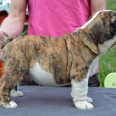 Image pour l'annonce a vendre bulldog anglais