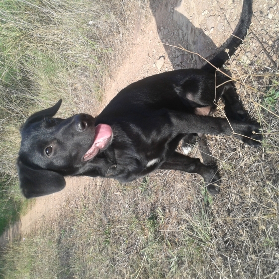 Image pour l'annonce Donne chiot de 7 mois croisé Labrador/Beauceron mâle
