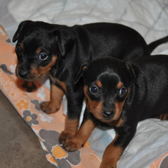 Image pour l'annonce 3 Chiots pinscher nains