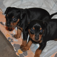 Image pour l'annonce 3 Chiots pinscher nains