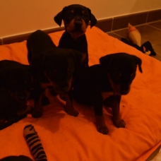 Image pour l'annonce 3 Chiots pinscher nains