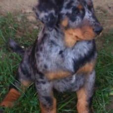 Image pour l'annonce Superbe chiot femelle beauceron lof disponible