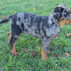 Image pour l'annonce Superbe chiot femelle beauceron lof disponible