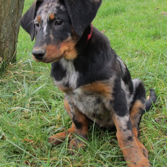 Image pour l'annonce magnifique chiot beauceron lof lorraine vosges