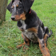 Image pour l'annonce magnifique chiot beauceron lof lorraine vosges
