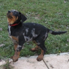 Image pour l'annonce magnifique chiot beauceron lof lorraine vosges