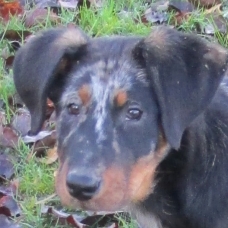 Image pour l'annonce magnifique chiot beauceron lof lorraine vosges