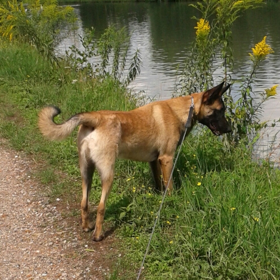 Image pour l'annonce Berger Malinois mâle de 1 an