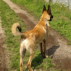 Image pour l'annonce Berger Malinois mâle de 1 an
