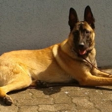 Image pour l'annonce Berger Malinois mâle de 1 an