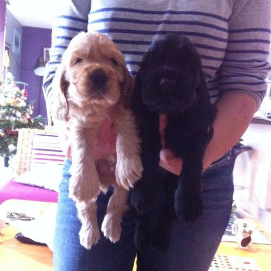 Image pour l'annonce chiots cocker spaniel anglais lof