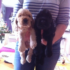Image pour l'annonce chiots cocker spaniel anglais lof