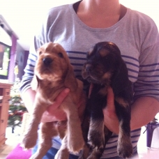 Image pour l'annonce chiots cocker spaniel anglais lof