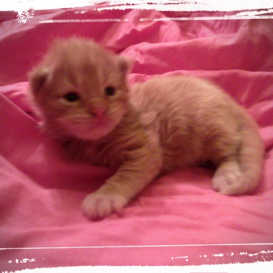 Image pour l'annonce a réserver chatons maine coon