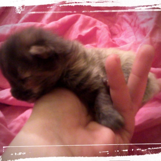 Image pour l'annonce a réserver chatons maine coon