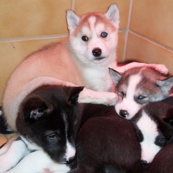 Image pour l'annonce Chiot Siberian Husky non LOF