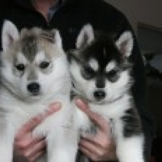 Image pour l'annonce Chiot Siberian Husky non LOF