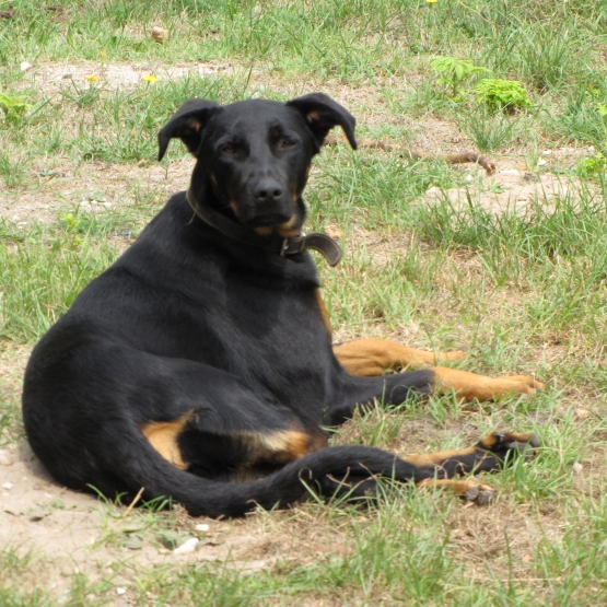 Image pour l'annonce Beauceron