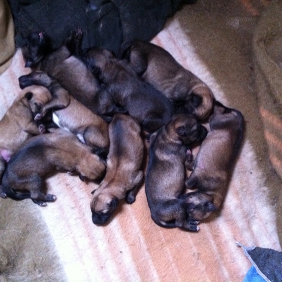 Image pour l'annonce Vends chiots malinois