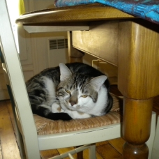 Image pour l'annonce Donne chat