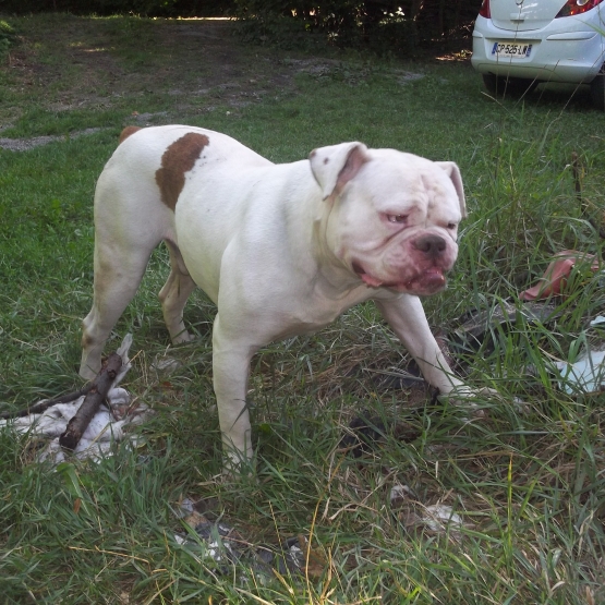 Image pour l'annonce bouledogue américain type bully