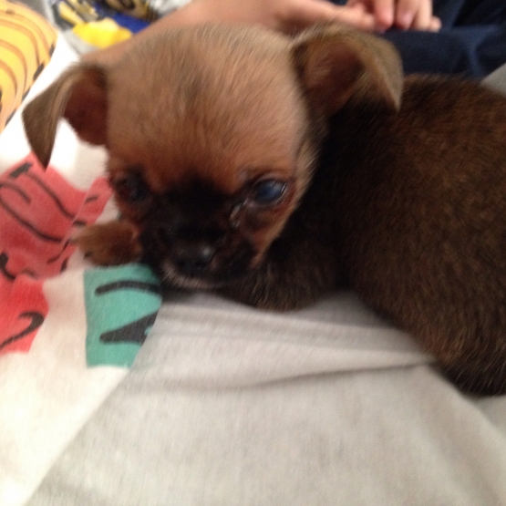 Image pour l'annonce Vende un extra mini Chihuahua