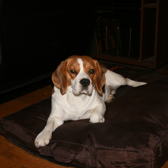Image pour l'annonce Chienne Beagle cherche male pour saillie