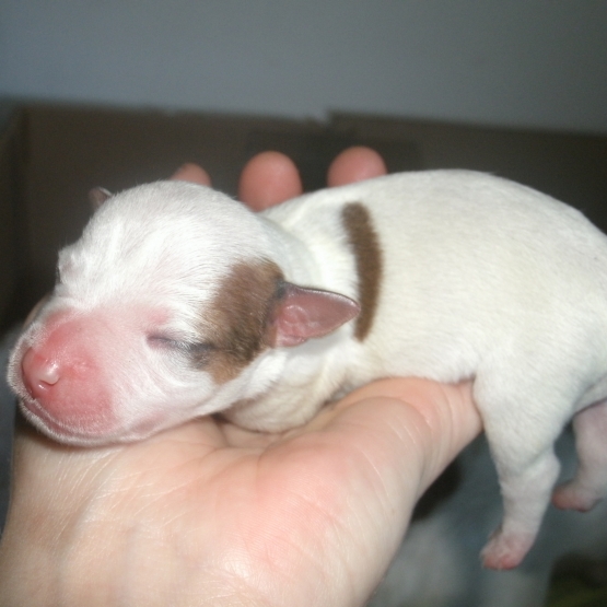 Image pour l'annonce Chiots Jack Russell non lof à adopter !