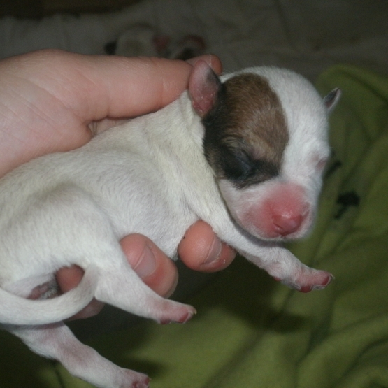 Image pour l'annonce Chiots Jack Russell non lof à adopter !