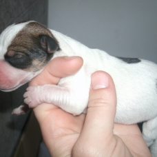 Image pour l'annonce Chiots Jack Russell non lof à adopter !