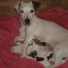 Image pour l'annonce Chiots Jack Russell non lof à adopter !