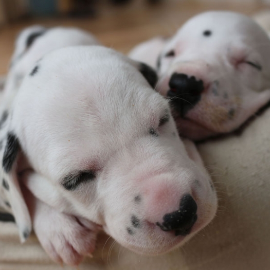 Image pour l'annonce Chiots Dalmatiens LOF nés le 22/11/2014