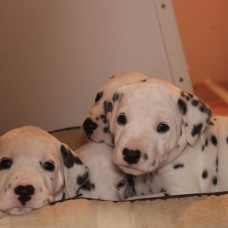 Image pour l'annonce Chiots Dalmatiens LOF nés le 22/11/2014