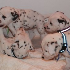 Image pour l'annonce Chiots Dalmatiens LOF nés le 22/11/2014