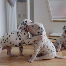 Image pour l'annonce Chiots Dalmatiens LOF nés le 22/11/2014