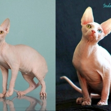 Image pour l'annonce Chaton Femelle Sphynx LOOF