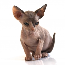 Image pour l'annonce Chaton Femelle Sphynx LOOF