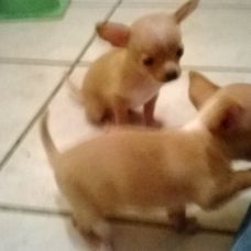 Image pour l'annonce bébé chihuahua à reservé