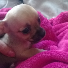 Image pour l'annonce bébé chihuahua à reservé