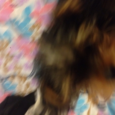 Image pour l'annonce Vend chiots type yorkshire