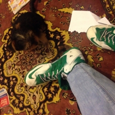 Image pour l'annonce Vend chiots type yorkshire